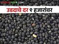 उडदाचे दर ९ हजारांवर; पण शेतकऱ्यांकडे विकायला उडीदच नाही! - Marathi News | udid at 9 thousand; But the farmers have nothing to sell! | Latest agriculture News at Lokmat.com