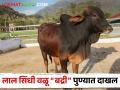 महाराष्ट्रातील लाल सिंधी गाईंची वंशावळ सुधारणार; उच्च वंशावळीचा वळू "बद्री" पुण्यात दाखल  - Marathi News | Pedigree of red Sindhi cows in Maharashtra will improve; High pedigree bull "Badri" introduced in Pune | Latest agriculture News at Lokmat.com
