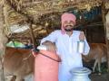 मामाच्या घरी शंभर गायी; पण सकाळी चहासाठीही दूध मिळत नाही ! - Marathi News | There is no milk for tea in the morning! | Latest gadchiroli News at Lokmat.com