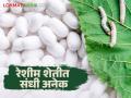 Sericulture Farming रेशीम शेती करा अन् चार लाखांचे अनुदानही मिळवा - Marathi News | Do sericulture farming and also get a subsidy of four lakhs | Latest agriculture News at Lokmat.com