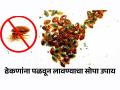 अंथरुणात-कपाटात खूप ढेकूण झालेत? ५ ट्रिक्स- ढेकूण होतील कायमचे गायब, एकही दिसणार नाही - Marathi News | How To Get Rid From Bed Bugs : Top Tips On How To Get Rid Of Bed Bugs From Home | Latest sakhi News at Lokmat.com