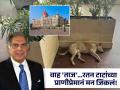 रतन टाटांचा एक आदेश अन् 'ताज हॉटेल'मध्ये भटका कुत्रा निवांत झोप घेतो तेव्हा... - Marathi News | Ratan Tata strict instructions Dog sleeps peacefully inside Taj Mahal Hotel in Mumbai | Latest mumbai News at Lokmat.com