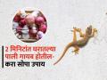 घरात पालींच्या छोट्या पिल्लांचा सुळसुळाट ? ५ सोपे उपाय-पाली गायब होतील - Marathi News | How To Get Rid From Lizard : How to Get Rid From Lizards in Home | Latest sakhi Photos at Lokmat.com