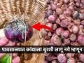 पावसाळ्यात कांदे लवकर खराब होऊ नयेत म्हणून ५ टिप्स, घरातला कांदा सडणार नाही... - Marathi News | How to Store Onions In Monsoon Season How To Store Onions So They Last Longer | Latest sakhi News at Lokmat.com
