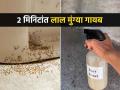 लाल मुंग्यांनी घरात उच्छाद मांडला? किचनमधला 'हा' पदार्थ चिमूटभर वापरा- घरातून मुंग्या गायब - Marathi News | how to get rid of red ants, home remedies to make our house ant free, how to remove ants from house | Latest sakhi News at Lokmat.com