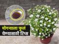 मोगऱ्याचं रोपं लावलंय पण फुलं नाही? मातीत 'हा' पदार्थ मिसळा; १० दिवसांत फुलांनी बहरेल रोप - Marathi News | Hacks To Get More Flowers In Mogra Plant : How To Get Lots Of Flowers On Mogra Jasmine Plant | Latest sakhi News at Lokmat.com