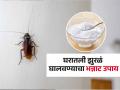 किचनमध्ये बारीक झुरळं फार झाली? घराच्या कोपऱ्यात ३ गोष्टी ठेवा, झुरळं होतील गायब - Marathi News | How To Get Rid Of Cockroaches: 3 Home Remedies Cockroaches To Get Rid Of Cokroaches | Latest sakhi Photos at Lokmat.com