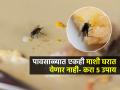 घरभर माशा भिरभिरतात? ५ गोष्टी घरात ठेवा, पावसाळ्यात माशांचा त्रास होईल कमी-आजारही राहतील लांब - Marathi News | Home Remedies For Flies In House : Effective Ways To Get Rid Of Houseflies At Home | Latest sakhi News at Lokmat.com