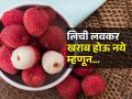 महागामोलाच्या लिची पावसाळ्यात खराब होतात, ३ सोप्या ट्रिक्स - लिची भरपूर टिकतील - सडणार नाहीत... - Marathi News | Tips to buy good lychees & keep them fresh for 1 week HOW TO STORE LYCHEE 3 tips to keep litchis fresh for longer | Latest sakhi News at Lokmat.com