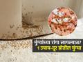 किचनमध्ये सतत मुंग्यांच्या रांगा लागतात? घरात ५ गोष्टी ठेवा, २ मिनिटांत गायब होतील मुंग्या - Marathi News | Home Remedies For Black And Red Ants : How To Get Rid Of Ants With Methods That Actually Works | Latest sakhi News at Lokmat.com