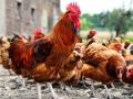 ५२९ कोंबड्यांच्या उष्णतेमुळे मृत्यू - Marathi News | 529 heat deaths of chickens | Latest bhandara News at Lokmat.com