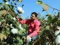 कापूस उत्पादकांना मिळणार १३१ कोटी ! - Marathi News | Cotton producers will get 131 crores! | Latest amravati News at Lokmat.com