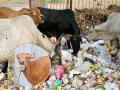 शहरातील बेवारस प्लास्टिक जातेय जनावरांच्या पोटात - Marathi News | Abandoned plastic in the city goes into the stomachs of animals | Latest gadchiroli News at Lokmat.com