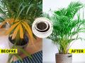 एरेका पाम वाढतच नाही, पानंही पिवळी पडली? कुंडीत ३ घरगुती पदार्थ घाला, ८ दिवसांतच बहरेल... - Marathi News | gardening tips for areca palm, 3 best home made fertilizers for areca palm, remedies for the fast growth of areca palm | Latest sakhi Photos at Lokmat.com