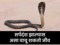 सर्पदंशानंतर खबरदारी घेतल्यास वाचू शकतो जीव ! - Marathi News | If you take precautions after snakebite, you can save your life! | Latest bhandara News at Lokmat.com