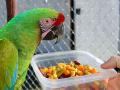 पोपटाला खाऊ घालताना व्हिडीओ शेअर कराल तर कोठडीत जाल - Marathi News | If you share a video while feeding a parrot, you will go to jail | Latest amravati News at Lokmat.com
