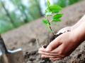 २५ लाख झाडे देणार तुम्हाला प्राणवायू!, वनविभागाचे नियोजन - Marathi News | 25 lakh trees will give you fresh air!, planning of forest department | Latest amravati News at Lokmat.com