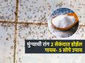 स्वयंपाकघरात फार मुंग्या होतात? किचनच्या कोपऱ्यात ठेवा ५ वस्तू, मुंग्या होतील गायब - Marathi News | Home Hacks : How To Get Rid OF Red And Black Ants From House Permanently | Latest sakhi News at Lokmat.com