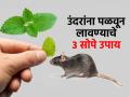 घरात उंदरांचा सुळसुळाट झालाय? ३ सोपे उपाय करा, न मारता उंदीर काढा घराबाहेर - Marathi News | How To Get Rid Of Mice Naturally With Home Remedies According to Research | Latest sakhi News at Lokmat.com