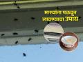 पावसाळ्यात घरभर उडणाऱ्या माश्यांमुळे वैतागलात? ४  सोपे उपाय- एक माशी घरात दिसणार नाही - Marathi News | how to get rid of house flies in monsoon, home remedies to make our house free from flies, how to remove flies from house | Latest sakhi News at Lokmat.com