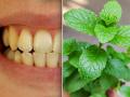 दातांचा पिवळेपणा कमी करताता 'ही' पानं; रोज १ पान चावून खा- तोंडाची दुर्गंधीही जाईल पळून - Marathi News | Teeth Whitening Tips : Chew These Ayurvedic Leaf To Whiten Teeth Naturally And Stop Bad Breathe | Latest sakhi Photos at Lokmat.com