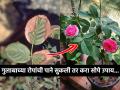 गुलाबाच्या पानांचा रंग बदलला? करा ३ सोपे उपाय, पाने होतील पुन्हा हिरवीगार... - Marathi News | How To Treat Brown Edges On Rose Leaves Rose leaf edges are browning problem | Latest sakhi News at Lokmat.com