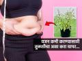 तुळशीची ४ पानं तुमचं वजन कमी करु शकतात! ‘हा’ खास उपाय करा- वजन घटवा चकटफू... - Marathi News | the best way to use tulsi for weight loss Starting Your Day With Tulsi Leaves May Do Wonders For Weight Loss, Here's How | Latest sakhi News at Lokmat.com