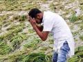 अतिवृष्टीने ८,३३२.२० हेक्टर क्षेत्रातील धान पिकांचे नुकसान - Marathi News | Damage to paddy crops in an area of 8,332.20 hectares due to heavy rains | Latest bhandara News at Lokmat.com