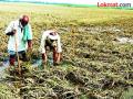 शेतकऱ्यांना सरसकट पाच हजार रुपये मदत द्या - Marathi News | Give Rs 5,000 assistance to the farmers | Latest vardha News at Lokmat.com