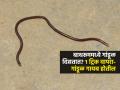 बाथरूमच्या पाइपमधून गांडूळ-गोम येते? १ ट्रिक - घरात कधीच गांडूळ दिसणार नाहीत - Marathi News | How To Get Rid Of Earthworm : How To Get Rid Of Earthworm in Bathroom | Latest sakhi News at Lokmat.com