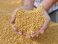 सोयाबीनच्या पडलेल्या दराला वाचविण्यासाठी सोशल वॉर - Marathi News | A social war to save the falling price of soybeans | Latest yavatmal News at Lokmat.com