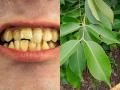 दातांवर चिकट-पिवळा थर आला? रोज हे १ पान चावून खा; मोत्यासारखे चमकतील दात-दुर्गंधही येणार नाही - Marathi News | Chew These 5 Leaves For A Month To Get Rid Of From Yellow Teeth | Latest sakhi Photos at Lokmat.com