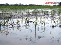 साहेब, किमान नुकसानीचे पंचनामे तरी करा हो...! - Marathi News | farmers asking government to atleast do survey of damage crops...! | Latest chandrapur News at Lokmat.com