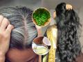 डाय न लावता पांढरे केस करा काळे; नारळाच्या तेलात हा पदार्थ घालून लावा, आठवड्याभरात केस काळे होतील - Marathi News | How Blacken Grey Hairs : Add These 3 Ingredients In Coconut Oil to Get Long And Shiny Hairs | Latest sakhi News at Lokmat.com