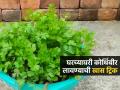 घरी छोट्या कुंडीतही येईल हिरवीगार कोथिंबीर, १ खास ट्रिक- धणे पेरताना ‘ही’ करा युक्ती - Marathi News | How To Grow Coriander Plant At Home : How To Grow Coriander Plant in Home | Latest sakhi News at Lokmat.com