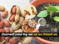 भाजलेल्या शेंगदाण्याची टरफलं फेकून देण्यापेक्षा बाल्कनीतील रोपांसाठी करा खास खत, रोपं येतील बहरुन... - Marathi News | How To Make Powerful Organic Groundnut Fertilizer At Home How To Make Groundnut Fertilizer At Home 1 Simple Way To Make Groundnut Fertilizer At Home | Latest sakhi News at Lokmat.com