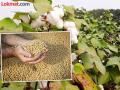 कपाशी, सोयाबीन पिकासाठी उद्यापासून शासनाकडून मदत - Marathi News | Help from the government for cotton, soybean crop from tomorrow | Latest amravati News at Lokmat.com