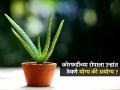 कोरफडीचं रोप उन्हात ठेवणं योग्य की अयोग्य? काय केलं तर कोरफड वाढेल जोमानं... - Marathi News | Tips & Tricks Can We Keep Aloe Vera Plant In Sunlight Can aloe vera be in direct sunlight What is the secret to growing aloe vera | Latest sakhi News at Lokmat.com