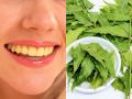 दातांवरचा पिवळा थर २ मिनिटांत दूर करतील ‘ही’ पानं, दातांच्या समस्यांवर भन्नाट उपाय - Marathi News | How To Get Rid Of Yellow Teeth Naturally At Home Yellow Teeth Cleaning Tips | Latest sakhi News at Lokmat.com