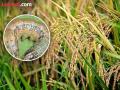 परिसरातील धान पिकावर लष्करी अळीचा प्रकोप - Marathi News | Armyworm attack on paddy crop in the area | Latest gondia News at Lokmat.com