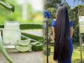 लांब-सिल्की केस हवे पण केसांचा झाडू झाला? या पद्धतीनं लावा एलोवेरा तेल; कंबरेपर्यंत वाढतील केस - Marathi News | Homemade Aloe vera Hair Oil For Long Hairs :Aloe vera And Coconut Oil For Hairs Growth | Latest sakhi News at Lokmat.com