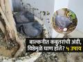 कबुतरांचा बाल्कनीत उच्छाद- दुर्गंध नको वाटतो? ५ ट्रिक्स, कबुतरं येणार नाहीत परत कधीच - Marathi News | How To Keep Pigeons Away Balcony Rooftop : How To Prevent Pigeons From Coming On My Balcony | Latest sakhi News at Lokmat.com