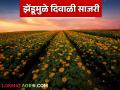 Zendu Farming : झेंडू विक्रीतून 15 दिवसांत 60 हजार रुपयांचे उत्पन्न, जाणून घ्या सविस्तर - Marathi News | Latest News Planting marigolds on 15 bunches, cost 20 thousand, income of 60 thousand rupees in 15 days | Latest agriculture News at Lokmat.com