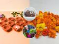 दिवाळीत सजावट म्हणून वापरलेली गोंड्यांची फुलं, पणत्या फेकून न देता 'असा' करा वापर, कुंडीतील रोपांची वाढ होईल भरभर... - Marathi News | Re-Use Our Diwali Diyas & Marigold Flowers For Gardening How To Reuse Old Diyas & Marigold Flowers In Gardening | Latest sakhi News at Lokmat.com