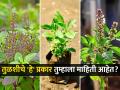 कार्तिकी एकादशी : विठोबाला प्रिय असलेल्या तुळशीचे पाहा सुंदर प्रकार, प्रत्येक तुळस औषधी आणि बहुगुणी ! - Marathi News | Kartiki Ekadashi 2024: types of tulsi, which type of tulsi is more useful, 6 types of holy basil leaves plants | Latest sakhi Photos at Lokmat.com