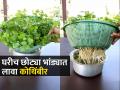 घरीच छोट्या भांड्यात लावा कोथिंबीरी; भराभर जोमानं वाढतील रोपं -पाहा अगदी सोपी पद्धत - Marathi News | How to Grow Coriander At Home : Home Gardening How To Grow Coriander Plant At Home | Latest sakhi News at Lokmat.com