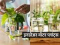 बाल्कनीत कुंड्या ठेवायला जागा नाही? घरात बाटलीमध्ये पाण्यात लावा 'ही' रोपं, मातीची गरजच नाही - Marathi News | 6 best indoor water plants, how to decorate house using water plants, how to grow water plants? | Latest sakhi Photos at Lokmat.com