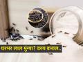 स्वयंपाकघरात लाल मुंग्यांची रांग? १ टिप, लाल मुंग्यांचा त्रास होईल कमी कायमचा-पाहा उपाय - Marathi News | Here's How to Get Rid of Ants Permanently in Your House | Latest sakhi News at Lokmat.com