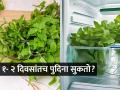 पुदिना महिनाभर राहील हिरवागार आणि फ्रेश- ३ सोपे उपाय- पुदिना खराब होण्याचं टेन्शनच नाही  - Marathi News | How to store pudina for long? best home hacks to keep mint leaves fresh and green for a month | Latest sakhi News at Lokmat.com