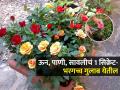 नियमित पाणी घातलं, खतही घातलं तरी गुलाबाला फुलंच नाहीत? १ सिक्रेट, फुलांनी वाकेल झाड - Marathi News | Tips And Tricks How To Maintain Rose Plant Care In All Weather | Latest sakhi Photos at Lokmat.com